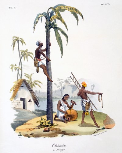 1827-35 ताड़ के पेड़ पर चढ़कर नादर जाति का एक आदमी द्वारा मुझे बर्नौफ
