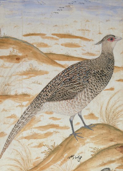 हिमालयन चीयर तीतर, जहाँगीर काल, मुगल, c.1620 (जल रंग) द्वारा Mansur