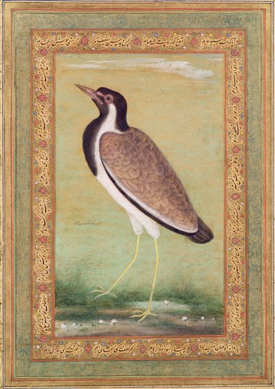 भारतीय लैपविंग, c.1800 द्वारा मंसूर