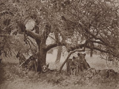 अशांत सियास्ता द्वारा मार्कसवेल मैक्सवेल