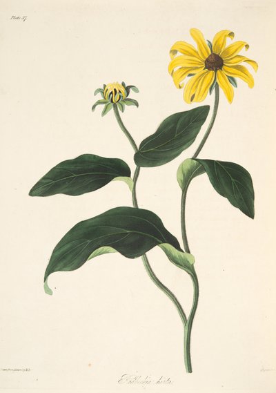 ब्लैक आइज़ सूज़न, सीज़न्स के फ्लोरल इलस्ट्रेशन से, पब से। 1829 (हाथ के रंग का उत्कीर्णन) द्वारा मार्गरेट रोसको