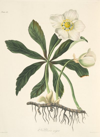 ब्लैक हेलेबोर या क्रिसमस रोज़, सीज़न्स के फ्लोरल इलस्ट्रेशन से, पब से। 1829 (हाथ के रंग का उत्कीर्णन) द्वारा मार्गरेट रोसको