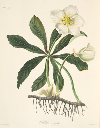 ब्लैक हेलेबोर या क्रिसमस रोज़, सीज़न्स के फ्लोरल इलस्ट्रेशन से, पब से। 1829 (हाथ के रंग का उत्कीर्णन) द्वारा मार्गरेट रोसको