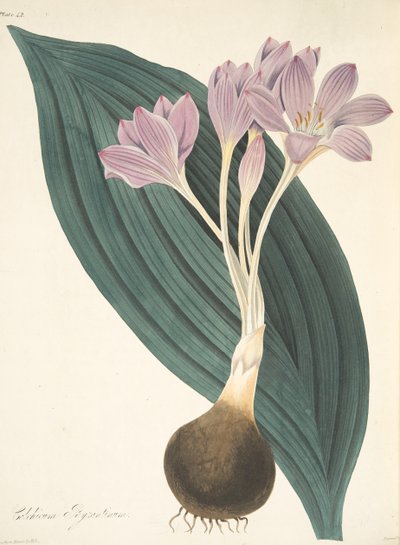 सीड्स के फ्लोरल इलस्ट्रेशन से ब्रॉड-लेड मीडो केसर, पब। 1829 (हाथ के रंग का उत्कीर्णन) द्वारा मार्गरेट रोसको