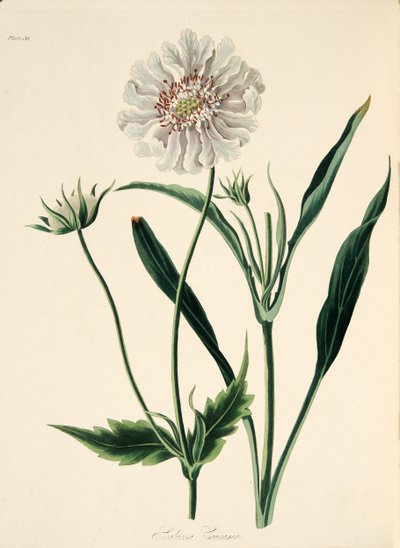 सीज़न्स, पब के फ्लोरल इलस्ट्रेशन से कोकेशियन स्केबियस। 1829 (हाथ के रंग का उत्कीर्णन) द्वारा मार्गरेट रोसको