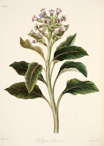 ओरिएंटल Hyoscyamus, पुष्प चित्रण से मौसम, पब की। 1829 (हाथ के रंग का उत्कीर्णन) द्वारा मार्गरेट रोसको
