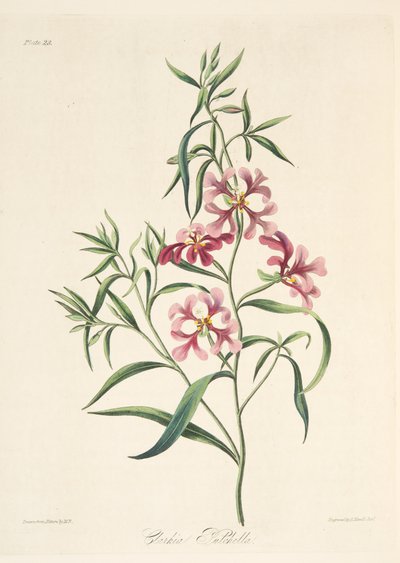सुंदर क्लार्किया, पुष्प चित्रण से सीज़न्स, पब। 1829 (हाथ के रंग का उत्कीर्णन) द्वारा मार्गरेट रोसको
