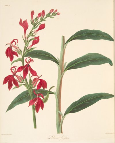 रेबलेंट लोबेलिया, सीज़न्स के पुष्प चित्रण, पब से। 1829 (हाथ के रंग का उत्कीर्णन) द्वारा मार्गरेट रोसको