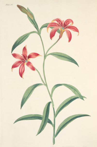 सेल्फ-कलर्ड चाइनीज लिली, सीजन्स के फ्लोरल इलस्ट्रेशन से, पब से। 1829 (हाथ के रंग का उत्कीर्णन) द्वारा मार्गरेट रोसको