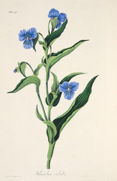 स्काई-ब्लू कॉमेलिना, सीज़न्स के फ्लोरल इलस्ट्रेशन से, पब से। 1829 (हाथ के रंग का उत्कीर्णन) द्वारा मार्गरेट रोसको