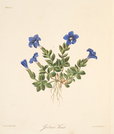 स्प्रिंग जेंटियन, सीज़न्स के फ्लोरल इलस्ट्रेशन से, पब। 1829 (हाथ के रंग का उत्कीर्णन) द्वारा मार्गरेट रोसको