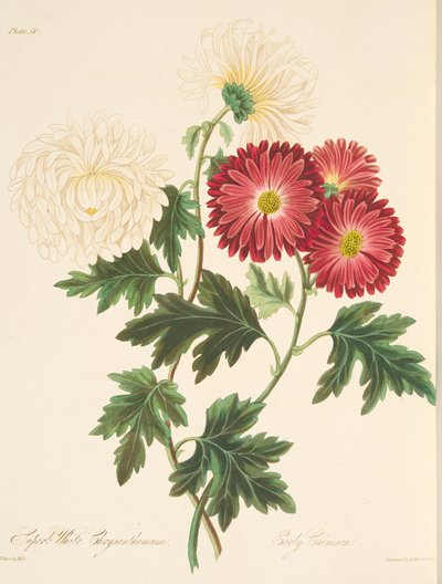 शानदार व्हाइट गुलदाउदी और शुरुआती लाल, सीज़न के पुष्प चित्रण, पब से। 1829 (हाथ के रंग का उत्कीर्णन) द्वारा मार्गरेट रोसको