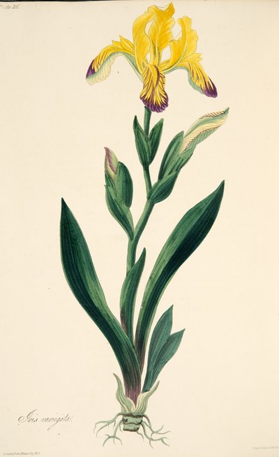 सीज़, पब के फ्लोरल इलस्ट्रेशन से, वैरिएटेड आइरिस। 1829 (हाथ के रंग का उत्कीर्णन) द्वारा मार्गरेट रोसको