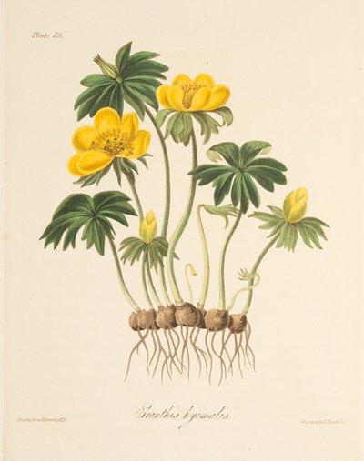 विंटर एकोनाइट, सीज़न के पुष्प चित्रण, पब से। 1829 (हाथ के रंग का उत्कीर्णन) द्वारा मार्गरेट रोसको