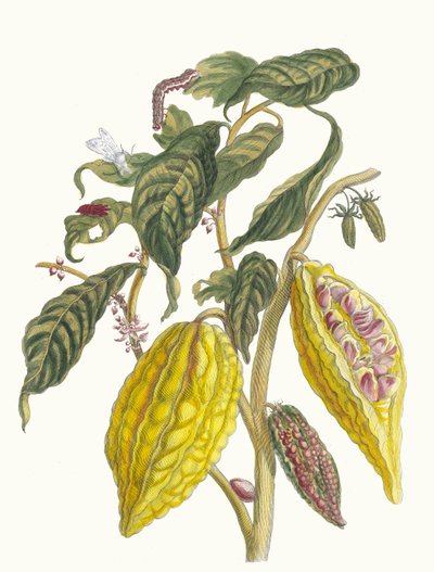 काकाओ। मेटामोर्फोसिस इन्सेक्टोरम सूरीनामेंसियम पुस्तक से, 1705। द्वारा मारिया सिबला मेरियन
