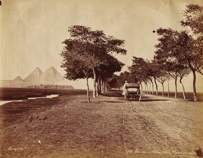  द्वारा मारिया सिबला मेरियन