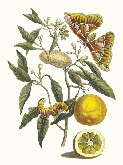 नींबू। मेटामोर्फोसिस इन्सेक्टोरम सूरीनामेंसियम पुस्तक से, 1705। द्वारा Maria Sibylla Merian