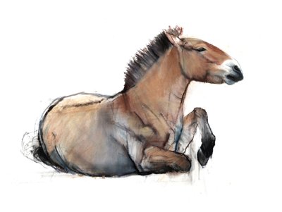 2011, प्रेज़वल्स्की बैठा, (चारकोल, कंट और पेपर पर पेस्टल) द्वारा Mark Adlington