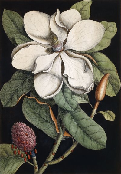 लॉरेल ट्री, 1731-1743 द्वारा मार्क केट्सबी