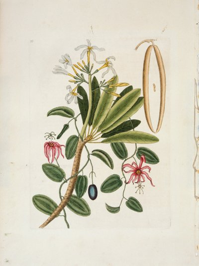 प्लुमेरिया ओबटुसा एल. सिंगापुर फ्रांगीपानी, c1700-1740। द्वारा मार्क केट्सबी