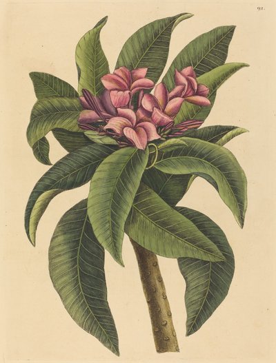 रेड फ्रेंगिपन्नी प्लुमेरिया रूब्रा, 1731-1743 में प्रकाशित। द्वारा मार्क केट्सबी