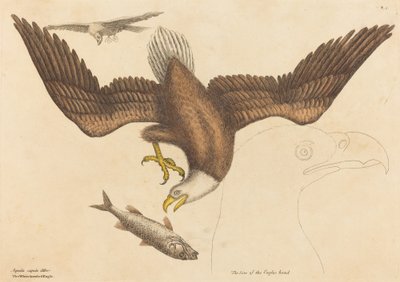 बाल्ड ईगल फाल्को ल्यूकोसेफालस, 1731-1743 में प्रकाशित हुआ। द्वारा मार्क केट्सबी