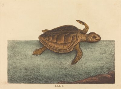 द लॉगर-हेड टर्टल टेस्टुडो कैवाना, 1731-1743 में प्रकाशित हुआ। द्वारा मार्क केट्सबी