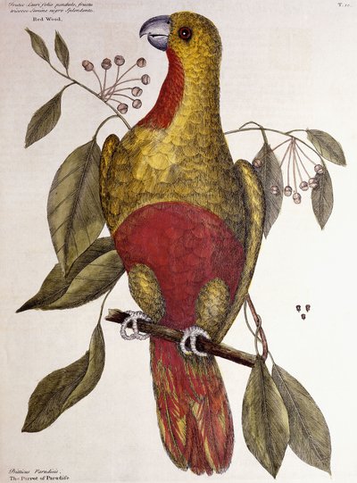 स्वर्ग का तोता, 1771 द्वारा मार्क केट्सबी