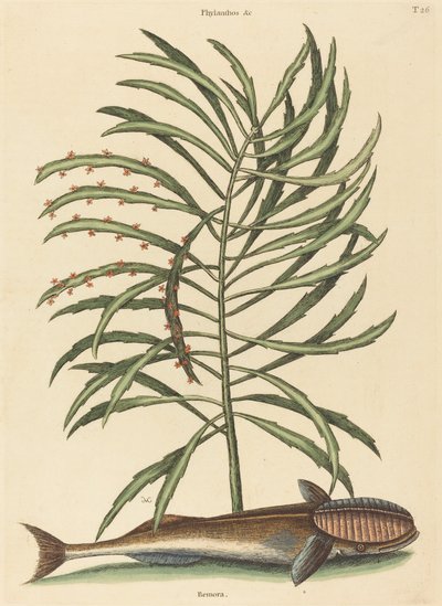 द सकिंग फिश एकेनिस नॉक्रेटिस, 1731-1743 में प्रकाशित हुआ। द्वारा मार्क केट्सबी