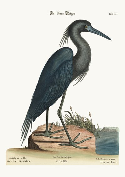 द ब्लू हेरन, 1749-73 द्वारा मार्क केट्सबी