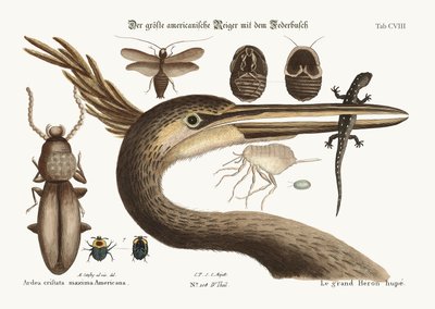 सबसे बड़ा बगुला बगुला, 1749-73 द्वारा मार्क केट्सबी