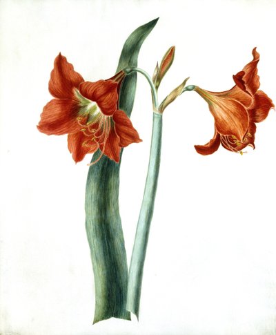 Amaryllis, c.1790 द्वारा मार्था टूथिल