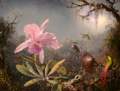 कैटल्या आर्किड और तीन हमिंगबर्ड द्वारा Martin Johnson Heade
