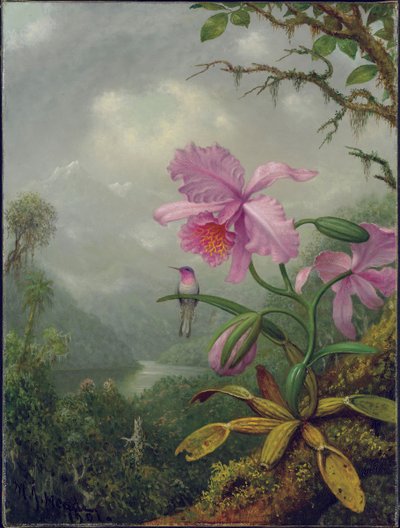 हमिंगबर्ड ऑर्किड प्लांट, 1901 पर केंद्रित है द्वारा Martin Johnson Heade