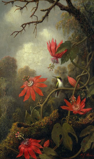 हमिंगबर्ड और पैशनफ्लॉवर, c.1875-85 द्वारा Martin Johnson Heade
