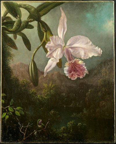 आर्किड ब्लॉसम, 1873। द्वारा मार्टिन जॉनसन हेडे