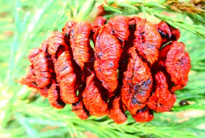  द्वारा मार्टिना कोनिट्ज़की
