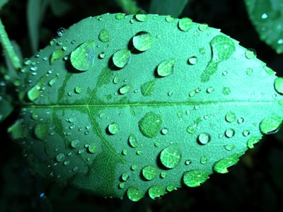 रेनड्रॉप्स द्वारा मार्टिना कोनिट्ज़की