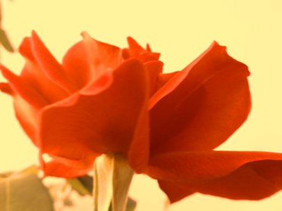 रोज डिजिटल आर्ट द्वारा मार्टिना कोनिट्ज़की