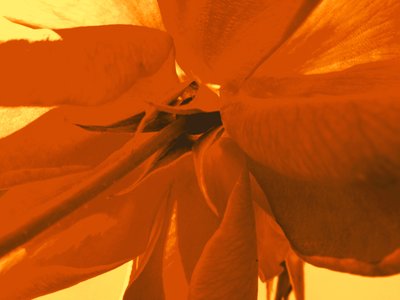 rosenblüte द्वारा मार्टिना कोनिट्ज़की