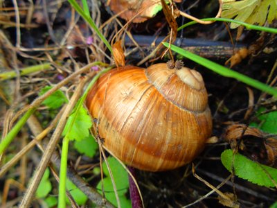 घोंघा डिजिटल कला द्वारा मार्टिना कोनिट्ज़की