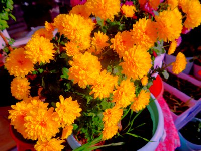  द्वारा मार्टिना कोनिट्ज़की