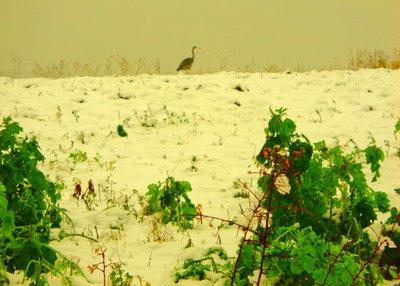  द्वारा मार्टिना कोनिट्ज़की