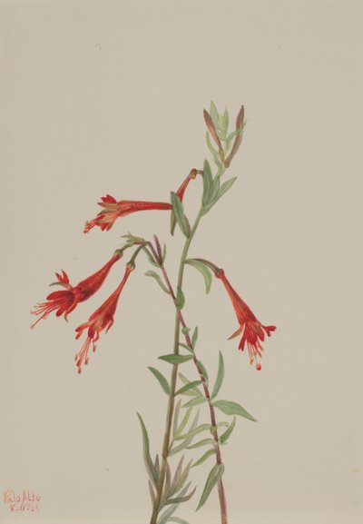 कैलिफोर्निया Fuschia Zauschneria कैलिफ़ोर्निका, 1936। द्वारा मैरी वॉक्स वालकॉट