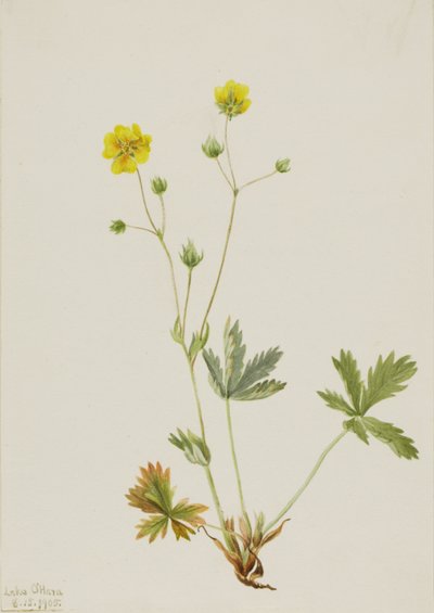  द्वारा Mary Vaux Walcott