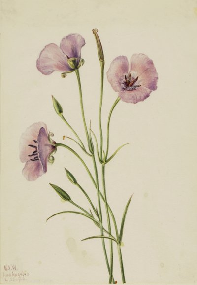 बकाइन Mariposa Calochortus देदीप्यमान, 1926। द्वारा मैरी वॉक्स वालकॉट
