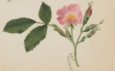 गुलाबी गुलाब, 1875। द्वारा मैरी वॉक्स वालकॉट