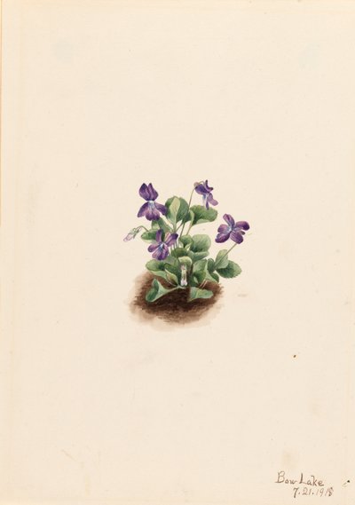 पर्पल माउंटेन वायलेट वायोला हुक, 1918। द्वारा मैरी वॉक्स वालकॉट