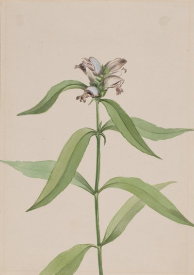 Turtlehead Chelone glabra, ca. 1917-1918.  द्वारा मैरी वॉक्स वालकॉट