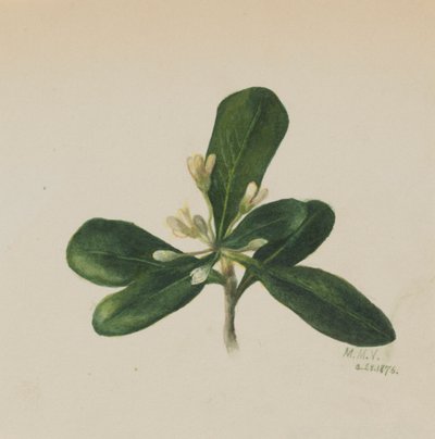 शीर्षकहीन -- फूल अध्ययन, 1876। द्वारा मैरी वॉक्स वालकॉट